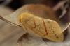 Chrysopsyche imparilis